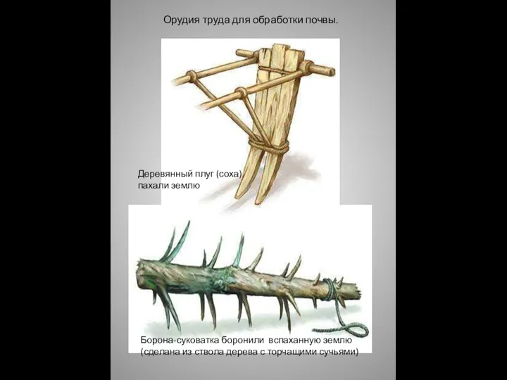 Орудия труда для обработки почвы. Деревянный плуг (соха) пахали землю Борона-суковатка