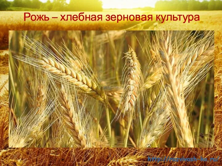 Рожь – хлебная зерновая культура http://razvivash-ka.ru/