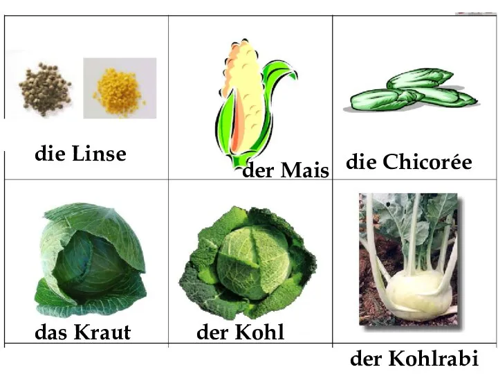 die Linse der Mais die Chicorée das Kraut der Kohl der Kohlrabi