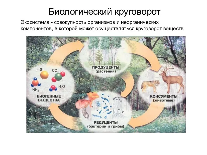 Биологический круговорот Экосистема - совокупность организмов и неорганических компонентов, в которой может осуществляться круговорот веществ