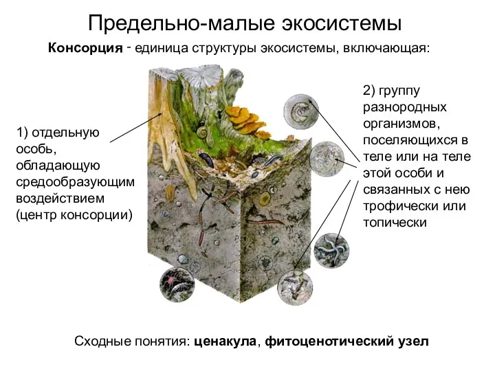 Предельно-малые экосистемы 2) группу разнородных организмов, поселяющихся в теле или на