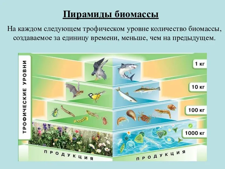 Пирамиды биомассы На каждом следующем трофическом уровне количество биомассы, создаваемое за