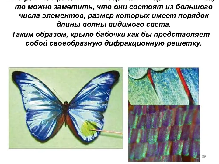 Если рассматривать под микроскопом крылья бабочек, то можно заметить, что они