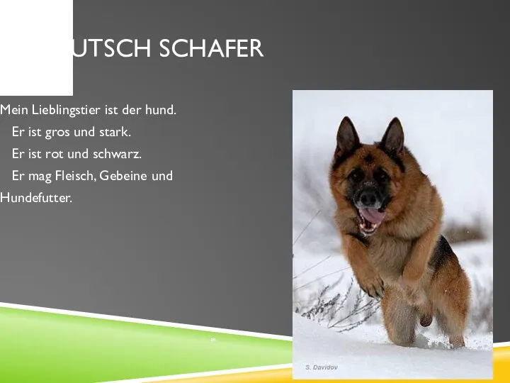 DEUTSCH SCHAFER Mein Lieblingstier ist der hund. Er ist gros und