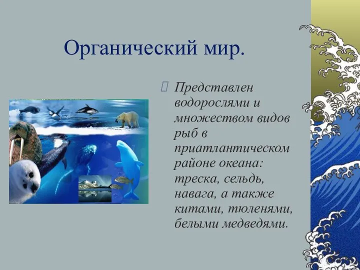 Органический мир. Представлен водорослями и множеством видов рыб в приатлантическом районе