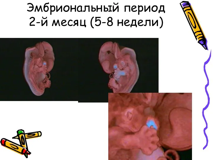 Эмбриональный период 2-й месяц (5-8 недели)