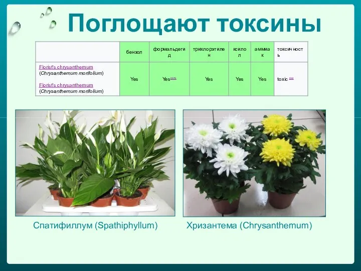 Поглощают токсины Спатифиллум (Spathiphyllum) Хризантема (Chrysanthemum)
