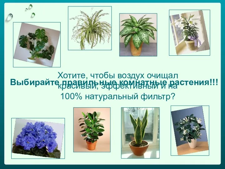 Хотите, чтобы воздух очищал красивый, эффективный и на 100% натуральный фильтр? Выбирайте правильные комнатные растения!!!