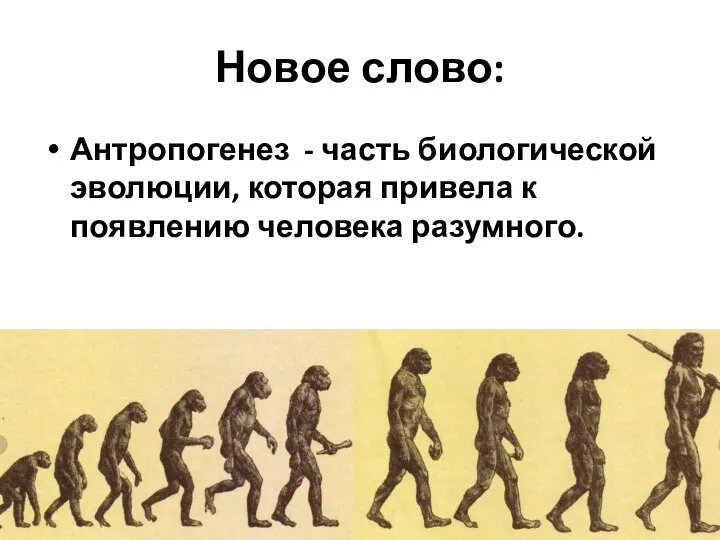 Новое слово: Антропогенез - часть биологической эволюции, которая привела к появлению человека разумного.