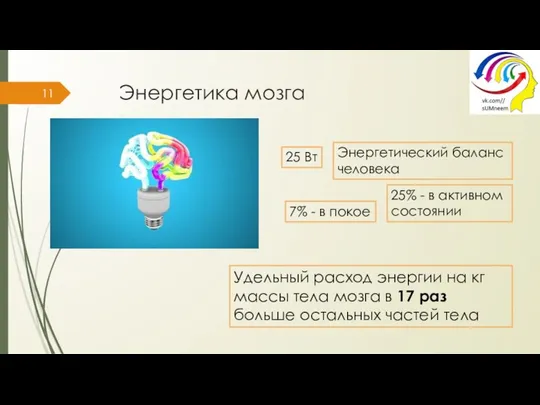 Энергетика мозга Удельный расход энергии на кг массы тела мозга в