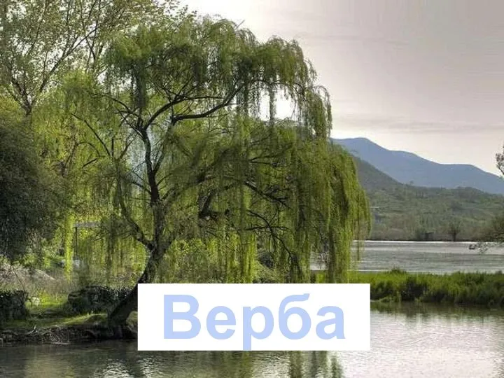 Верба