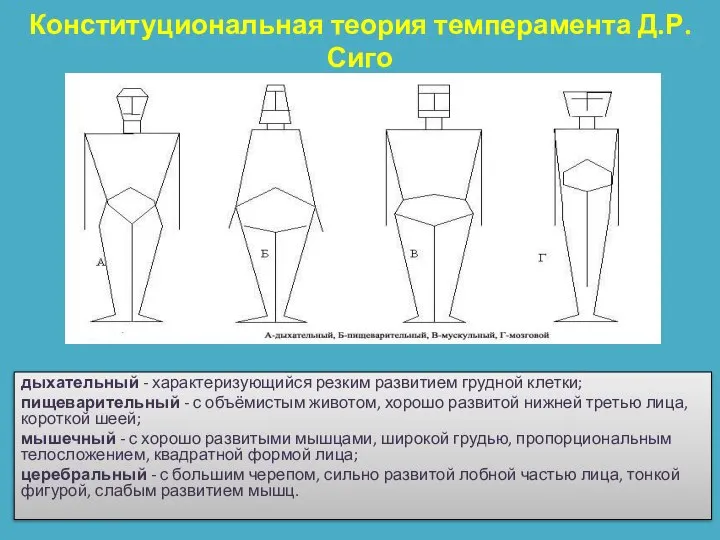 Конституциональная теория темперамента Д.Р. Сиго дыхательный - характеризующийся резким развитием грудной