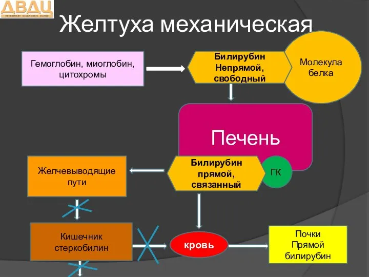 Желтуха механическая Гемоглобин, миоглобин, цитохромы Молекула белка Печень ГК Желчевыводящие пути