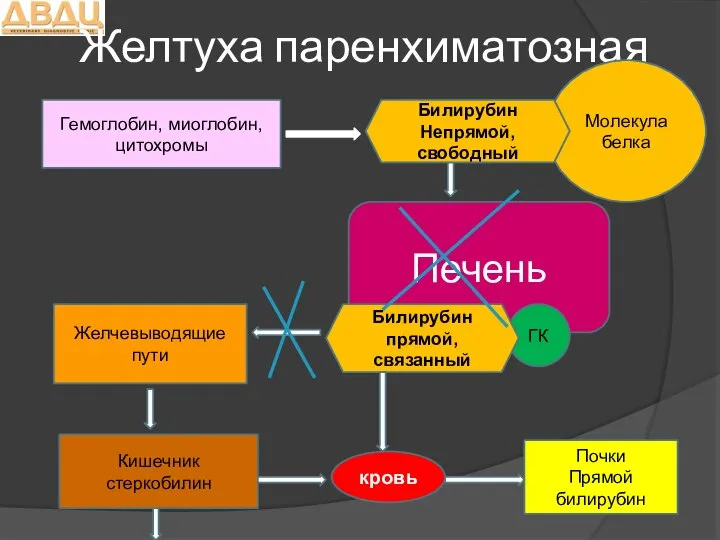 Желтуха паренхиматозная Гемоглобин, миоглобин, цитохромы Молекула белка Печень ГК Желчевыводящие пути