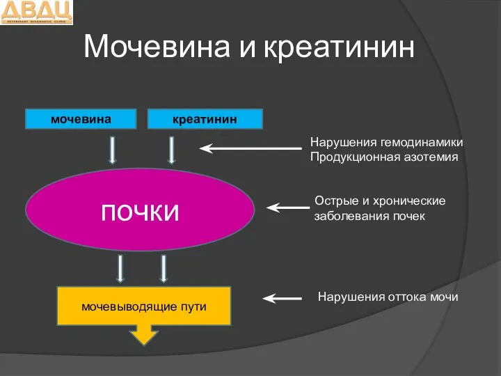 Мочевина и креатинин мочевина креатинин почки мочевыводящие пути Нарушения гемодинамики Продукционная