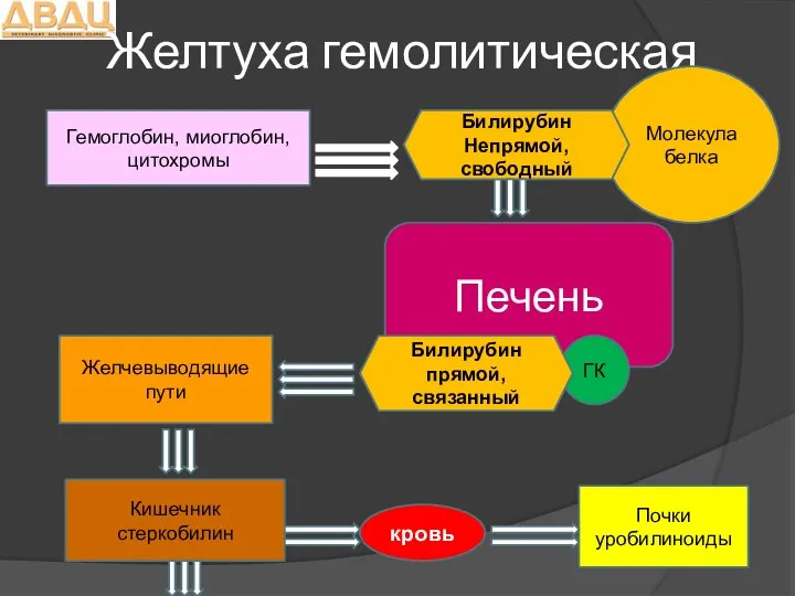 Желтуха гемолитическая Гемоглобин, миоглобин, цитохромы Молекула белка Печень ГК Желчевыводящие пути