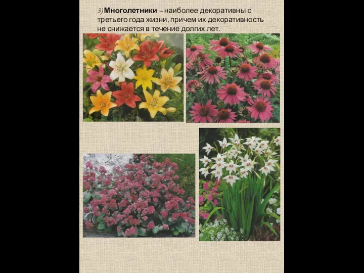 3) Многолетники – наиболее декоративны с третьего года жизни, причем их
