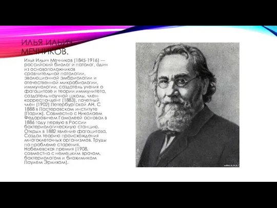 ИЛЬЯ ИЛЬИЧ МЕЧНИКОВ. Илья Ильич Мечников (1845-1916) — российский биолог и