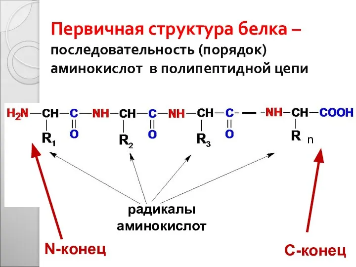 Первичная структура белка – последовательность (порядок) аминокислот в полипептидной цепи n N-конец С-конец радикалы аминокислот