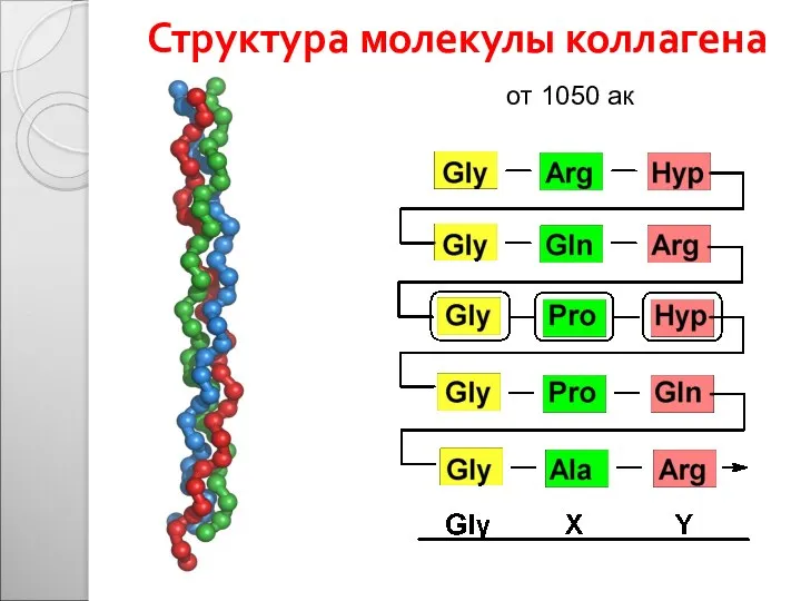 Структура молекулы коллагена от 1050 ак