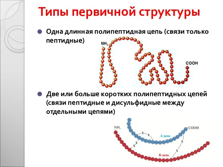 Типы первичной структуры Одна длинная полипептидная цепь (связи только пептидные) Две