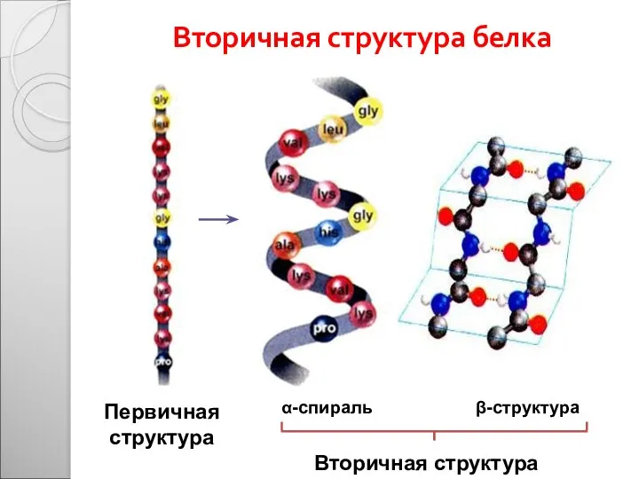 Вторичная структура белка Первичная структура α-спираль β-структура Вторичная структура