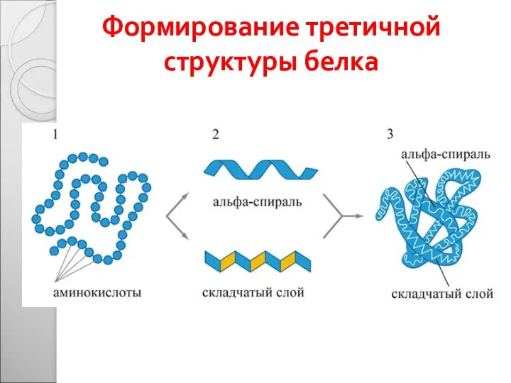 Формирование третичной структуры белка