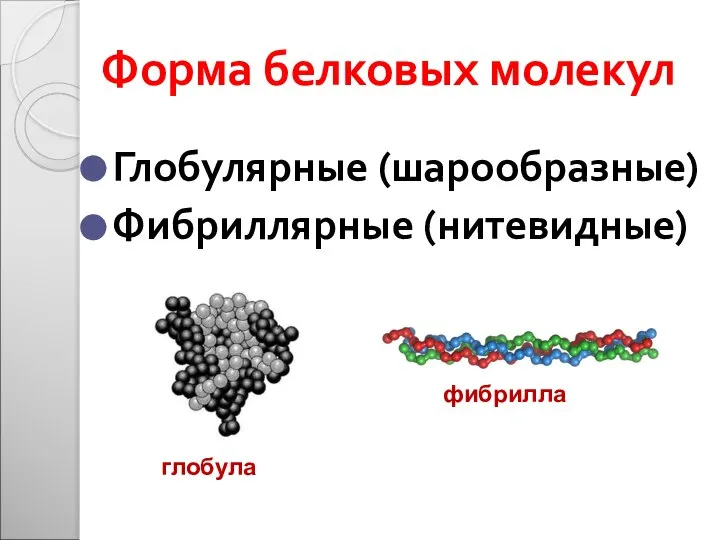 Форма белковых молекул Глобулярные (шарообразные) Фибриллярные (нитевидные) глобула фибрилла
