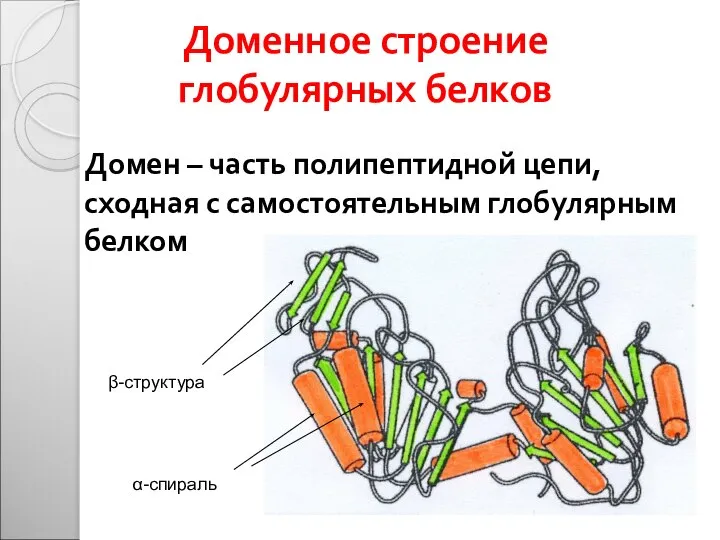 Доменное строение глобулярных белков Домен – часть полипептидной цепи, сходная с самостоятельным глобулярным белком α-спираль β-структура