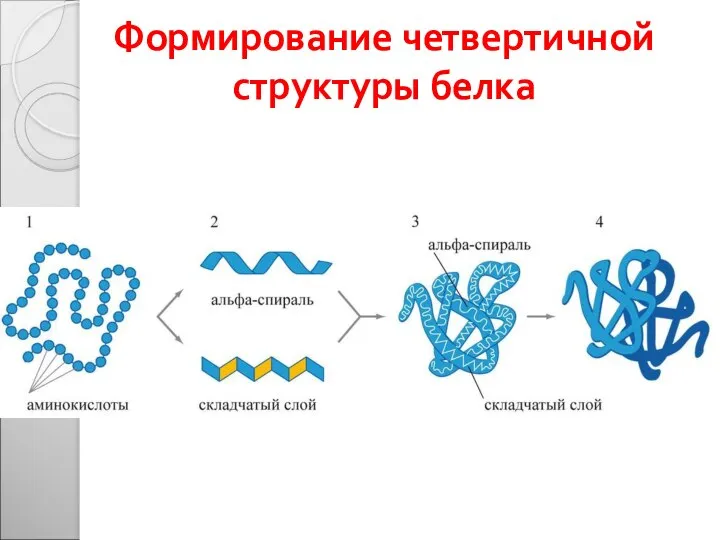Формирование четвертичной структуры белка