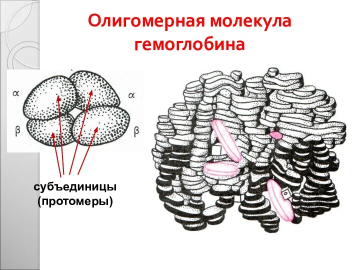 Олигомерная молекула гемоглобина субъединицы (протомеры)