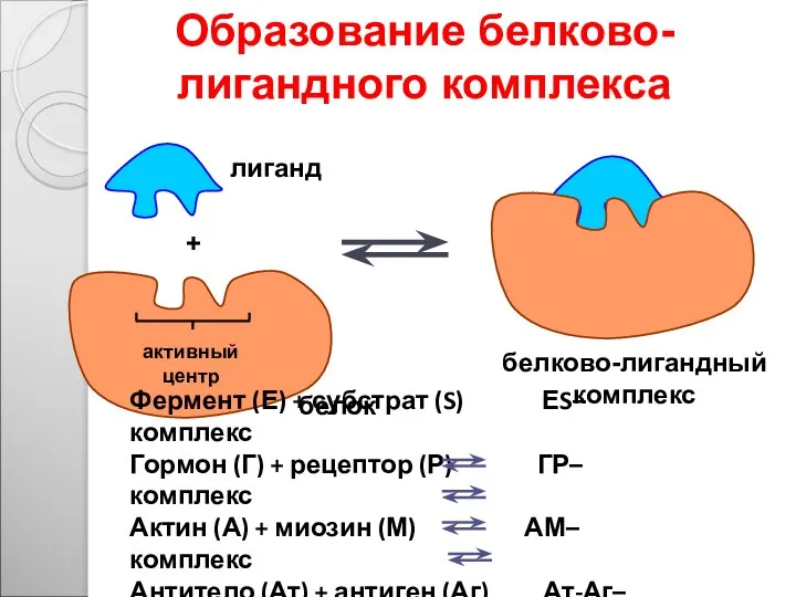 активный центр лиганд белок белково-лигандный комплекс + Образование белково-лигандного комплекса Фермент