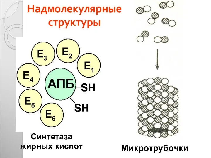Надмолекулярные структуры Синтетаза жирных кислот Микротрубочки