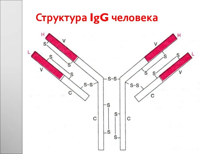 Структура IgG человека