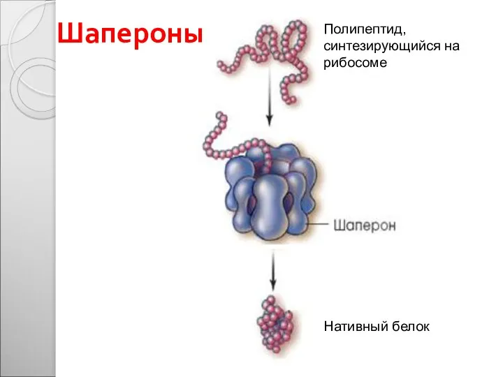 Шапероны Полипептид, синтезирующийся на рибосоме Нативный белок
