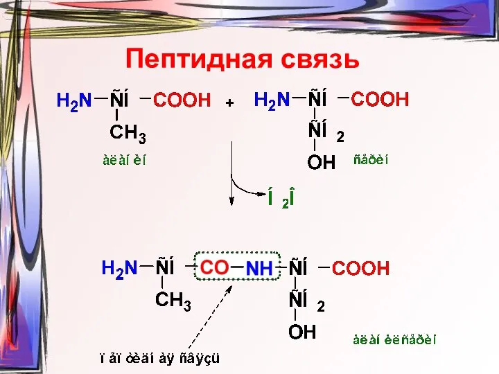 Пептидная связь