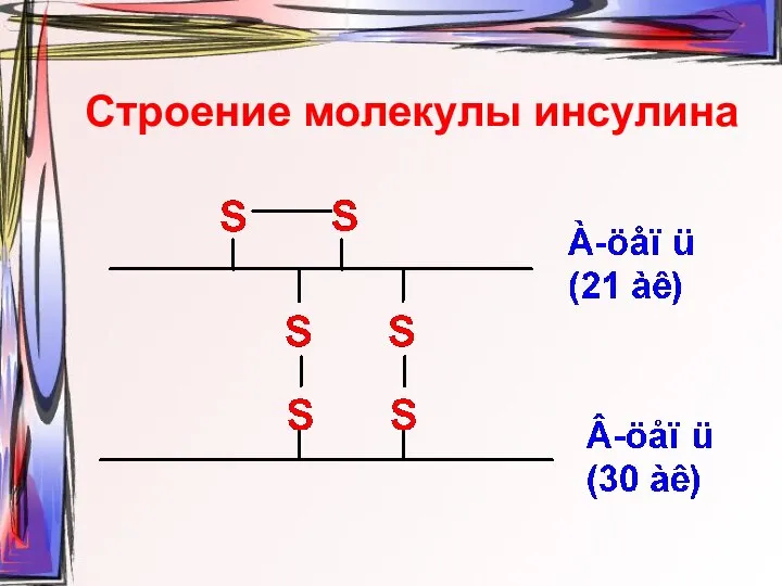 Строение молекулы инсулина