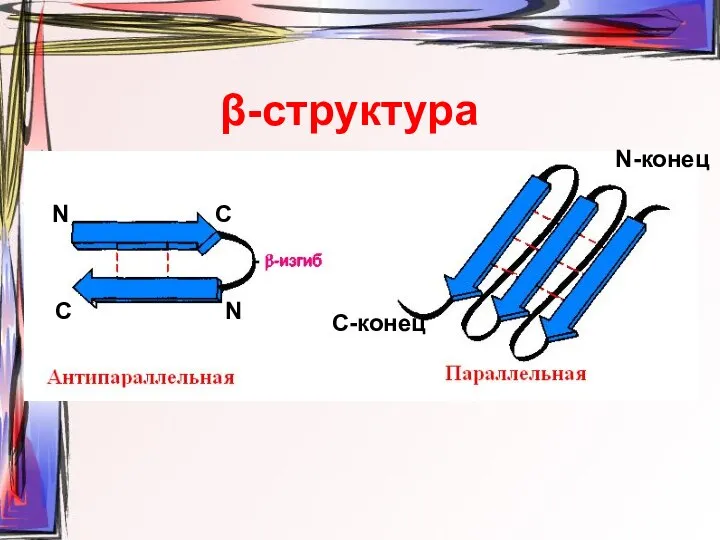 β-структура С-конец N-конец N C C N