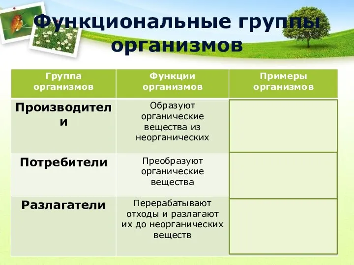 Функциональные группы организмов