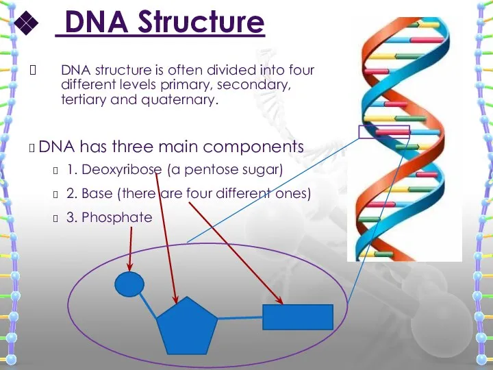 DNA Structure DNA has three main components 1. Deoxyribose (a pentose