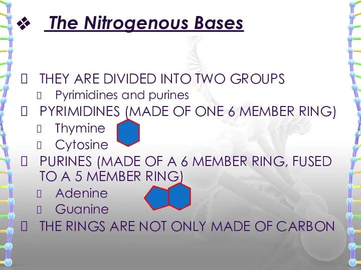 The Nitrogenous Bases THEY ARE DIVIDED INTO TWO GROUPS Pyrimidines and