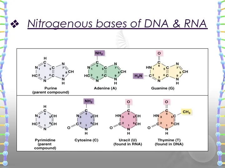 Nitrogenous bases of DNA & RNA