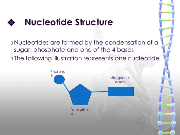 Nucleotide Structure Nucleotides are formed by the condensation of a sugar,