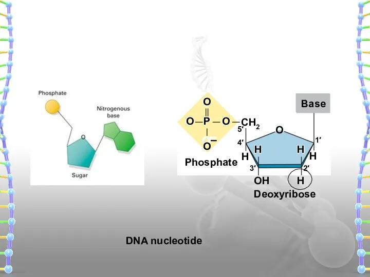 H H H O CH2 Base DNA nucleotide Phosphate Deoxyribose 5′