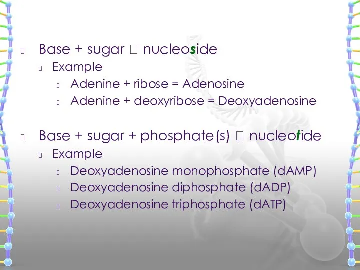 Base + sugar ? nucleoside Example Adenine + ribose = Adenosine