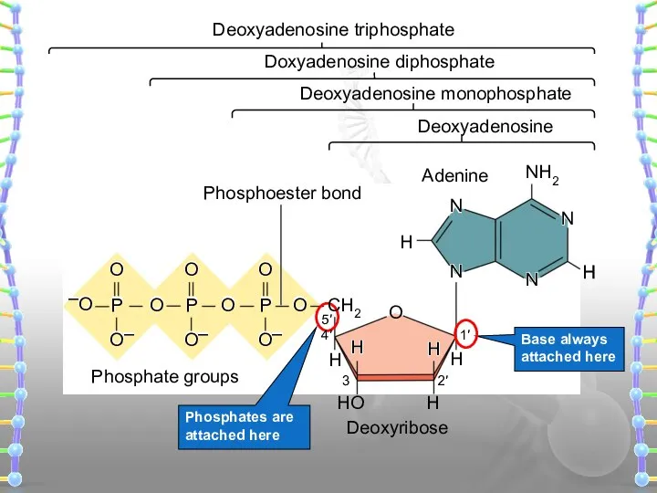 Base always attached here Deoxyadenosine Deoxyadenosine monophosphate Doxyadenosine diphosphate Adenine Phosphate