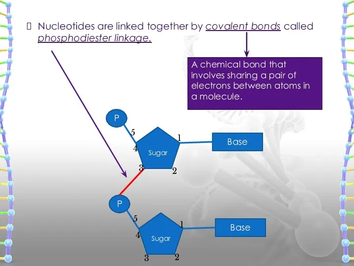 Nucleotides are linked together by covalent bonds called phosphodiester linkage. 1