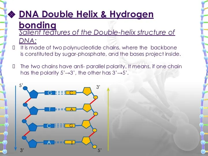 DNA Double Helix & Hydrogen bonding Salient features of the Double-helix