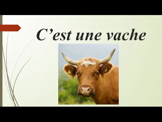 С’est une vache