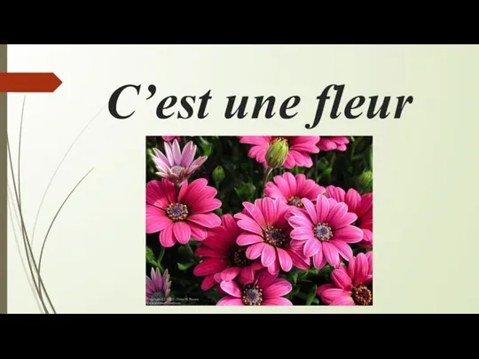 С’est une fleur